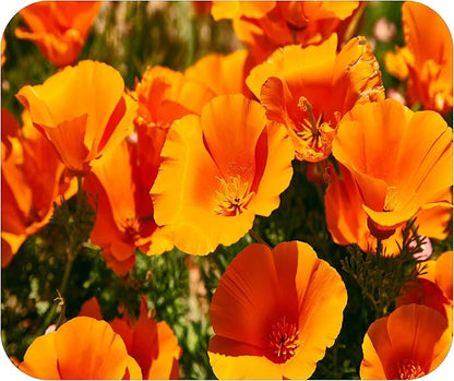 Floral Pattern Flower Mouse Pad Mat Mousepad for Desk Computer Laptop PC Gaming Home or Office Gift for Her Flowers (Poppy MP109)