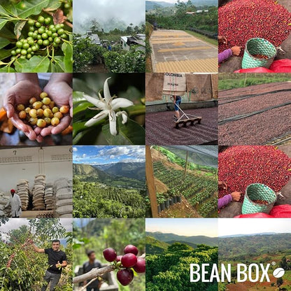 Ethiopia Anbessa Natural - Roasted by Coava Coffee Roasters - Freshly Ground Coffee - 12 Ounce Bag