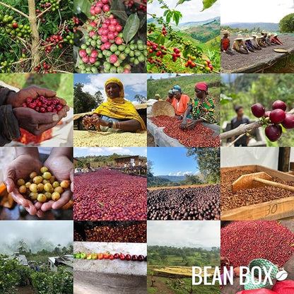 Sombra - Roasted by Devocion - Freshly Ground Coffee - 5 Pound Bag