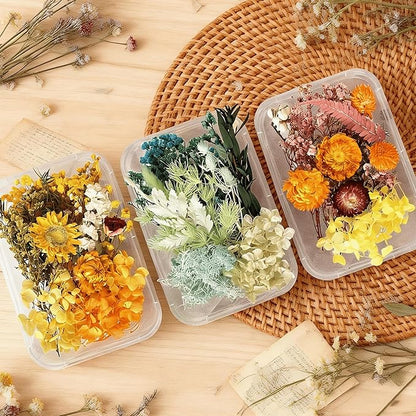 2PCS Dried Flowers Kit, Natural Dried Flowers Kit for DIY Crafts, Scrapbook, Card Making (Style18_24_27)