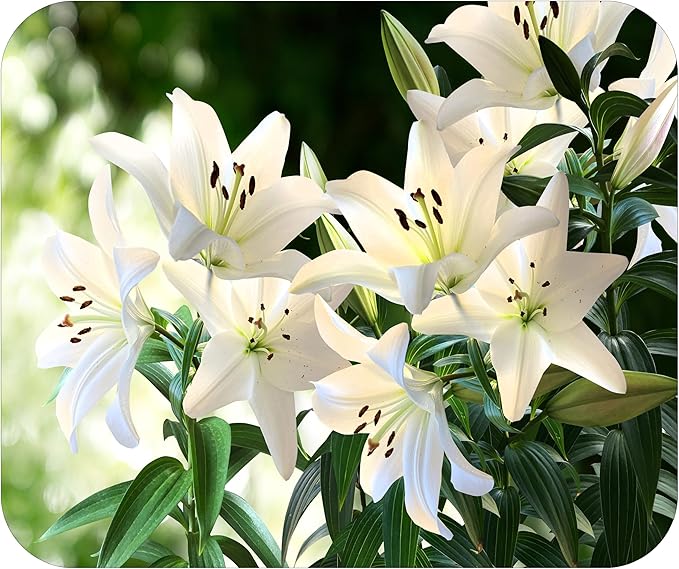 Floral Pattern Flower Mouse Pad Mat Mousepad for Desk Computer Laptop PC Gaming Home or Office Gift for Her Flowers (White Lily MP106)