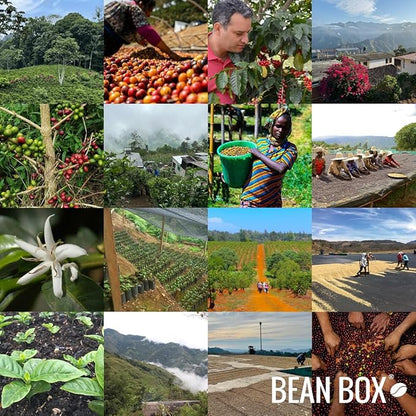 Bean Box Coffee Sampler - Medium Roast, 2-Pack, Whole Bean, Gourmet Coffee