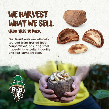 FLORESTA EM PÉ - The True Organic Premium Brazil Nuts (7oz) Roasted & Himalayan Salt | Kosher | Non-Gmo | Certified Organic | No Oil | Fresh | Vegan | Gluten Free | Keto and Paleo Friendly | Sustainably Harvested