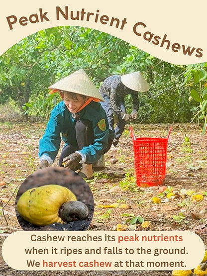 Roasted Unsalted Cashews - Snacks for Adults, Whole Nut (No Mixed), Oil Free Roast, Farm Fresh, Plant Based Protein, Healthy Nuts, Promote Heart Health, Ingredient: Natural Cashew 17.64 oz (Pack of 1)